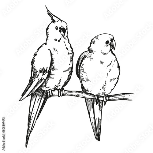 hand drawn two sitting on twig parrots cockatoo, tropical forest birds, vector illustration of exotic animal, ink black white engraving sketch of pet, zoo bird, line art picture for store decoration