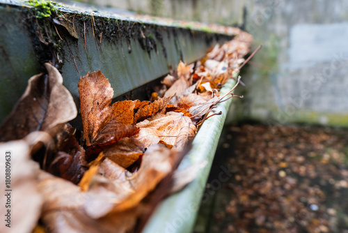 Eine verstopfte Dachrinne ist bis zum Rand mit braunen, trockenen Herbstblättern gefüllt, Wuppertal, Deutschland