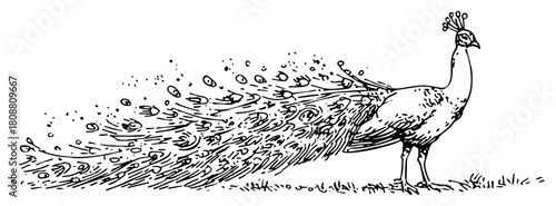 Elegant peacock bird with long feathers standing side view vintage sketch vector