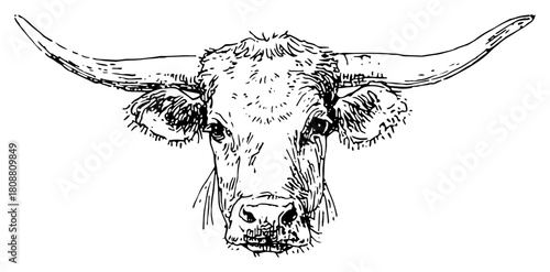 Texas Longhorn Bull Head Front View Hand Drawn Vector Illustration