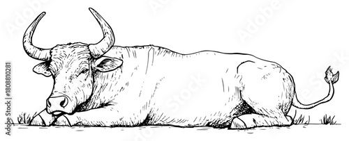 Hand drawn sketch of large bull with big horns resting on ground rural animal vector illustration