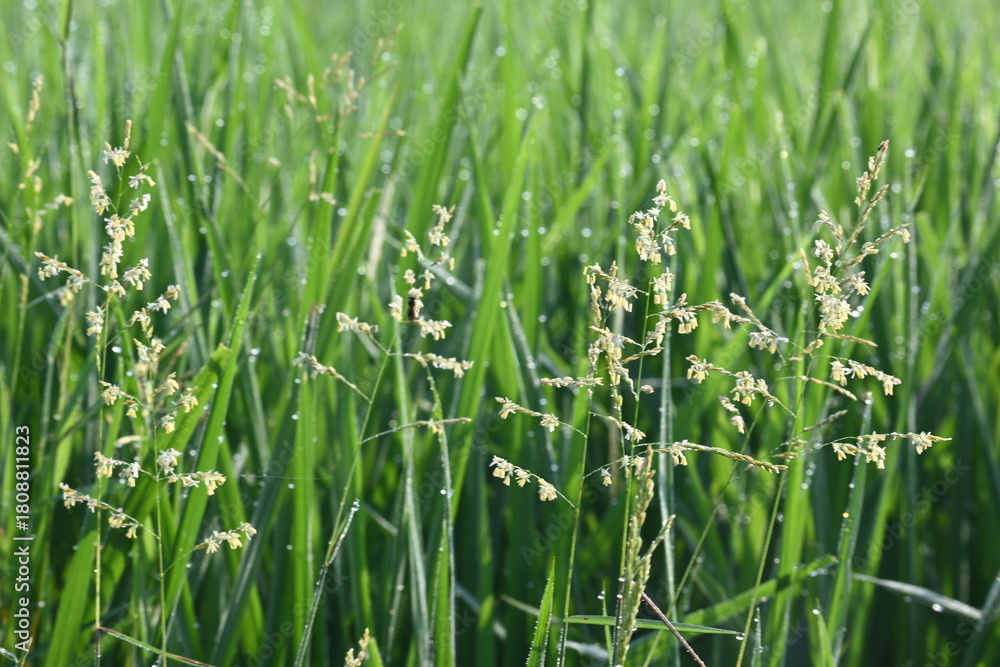 Obraz premium Leersia hexandra grass. It&nbsp;is a species of&nbsp;grass. Its common names&nbsp;southern cutgrass,&nbsp;clubhead cutgrass and&nbsp;swamp rice grass. It is also cultivated as a&nbsp;forage&nbsp;for&nbsp;livestock. Weeds in the Rice field.