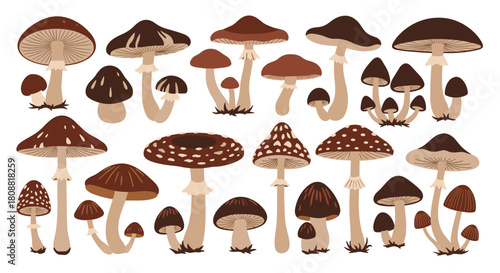A collection of stylized brown and beige mushrooms in various shapes and sizes.