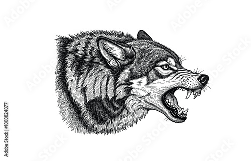 Aggressive wolf canis lupus with open mouth, showing teeth, classic engraving illustration