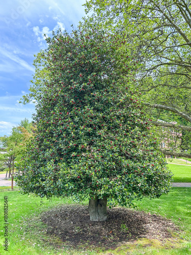 American Holly Tree in Summer