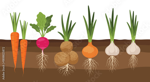 Illustration of various root vegetables and underground crops like carrots, radish, potatoes, onion, and garlic growing in soil.