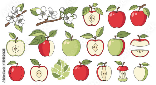 A detailed collection of apple-themed illustrations featuring blossoms, whole red and green apples, sliced apples, and leaves, perfect for fruit and nature designs.