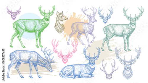 Deer and antlers engraving style vector illustration set