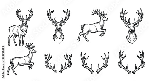 Deer and antlers engraving style vector illustration set