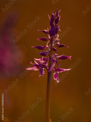 Green winged orchid in full bloom sharply focused with completely blurred background before sunrise warm orange brown tones meadow setting peaceful spring atmosphere natural space for text.