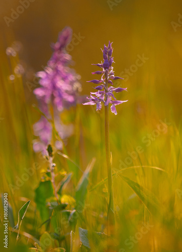 Green winged early purple orchid blooming in morning light with one flower in sharp focus and soft blurred background spring meadow warm tones space for text cheerful spring mood.