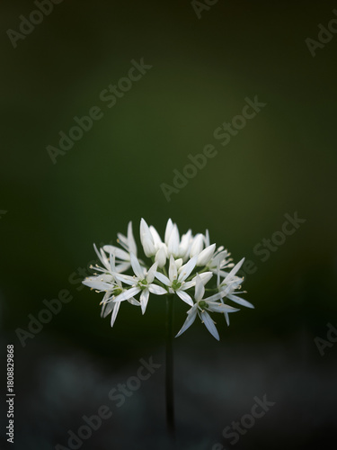 Single blooming wild garlic cluster on a dark stem placed in the lower third with soft green background above for text artistic calm botanical style gentle vignette