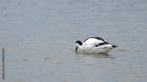 A Pied Avocet walking in shallow water