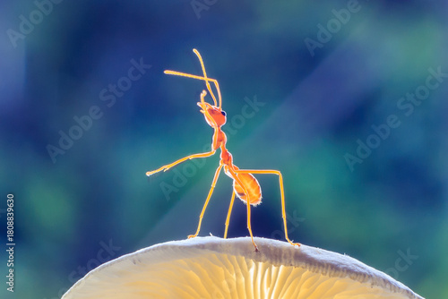 Ants or Oecoephylla smaradgina