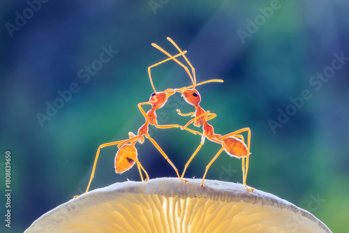 Ants or Oecoephylla smaradgina