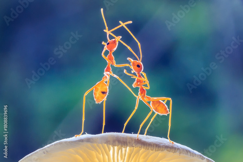 Ants or Oecoephylla smaradgina