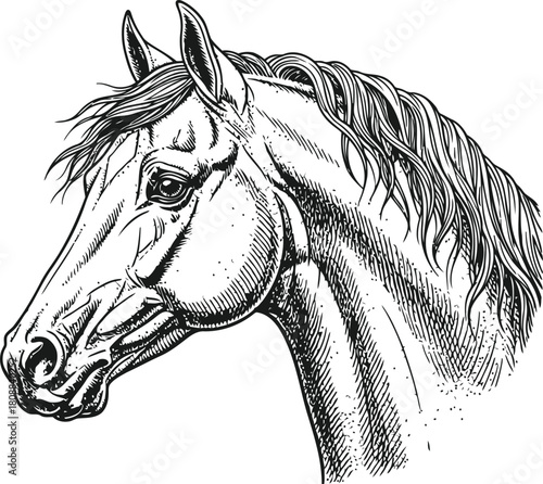 Horse head depiction showing an elegant equine profile on a dark background.