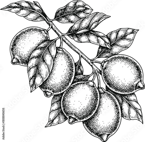 Lemon branch illustration with several citrus fruits and leaves on a dark background