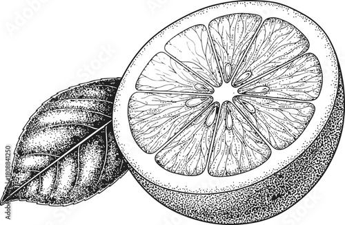 Lemon half with a single leaf, presented as a dark monochrome outline on black background