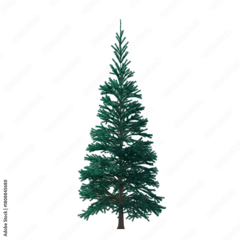 Fototapeta premium Fir (conifer) isolated transparent background 3d rendering PNG 16 bit 