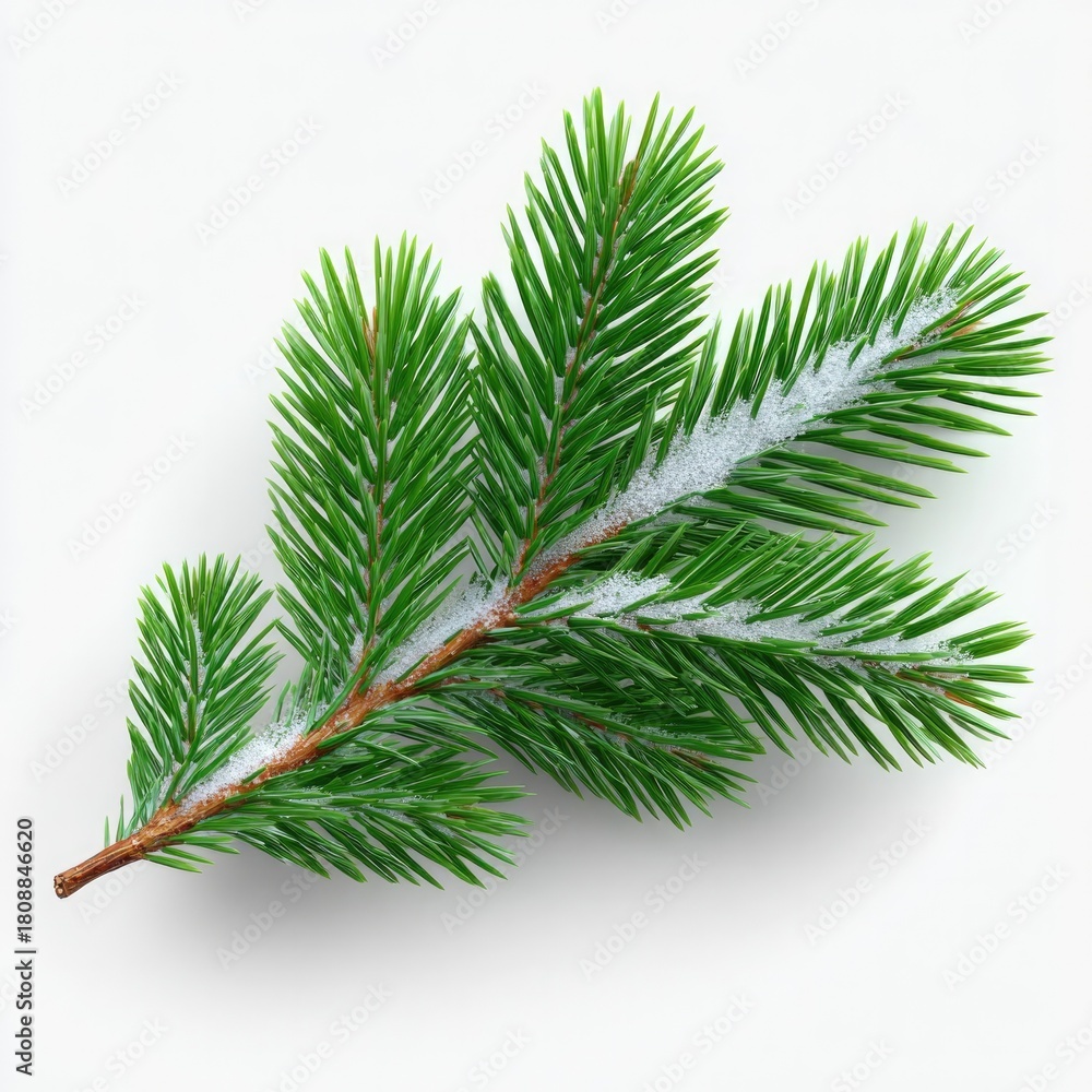 Fototapeta premium Evergreen branch with snow on white background for winter holiday card design