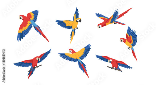 Colorful flying parrots in various poses on white background