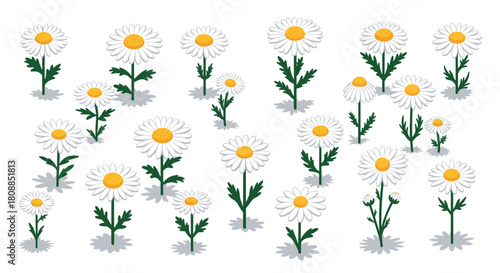 Collection of isometric daisies with shadows on white background