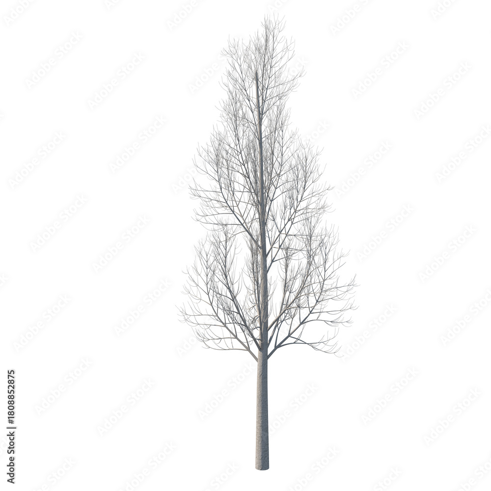 Obraz premium Tree bare isolated transparent background 3d rendering PNG 16 bit 