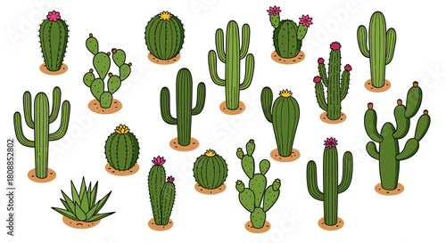 Diverse cacti collection with various shapes and colors on white background