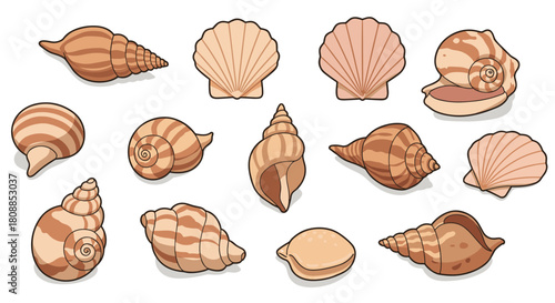 Collection of seashells in flat cartoon style with varied patterns and shapes