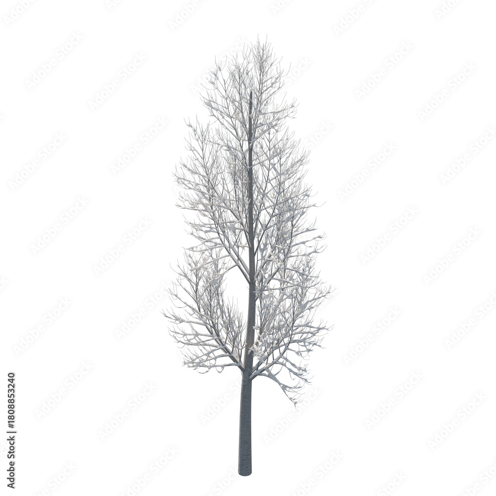 Obraz premium Tree snow covered isolated transparent background 3d rendering PNG 16 bit