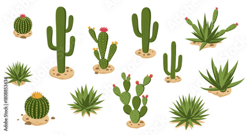 Assorted cacti and succulents: vibrant flat art on white background for nature designs
