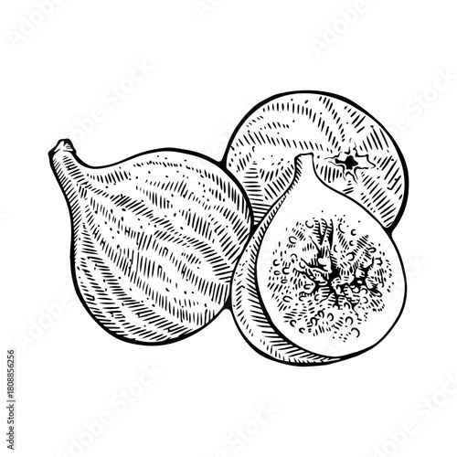 Fig Fruit Minimalist Line Drawing