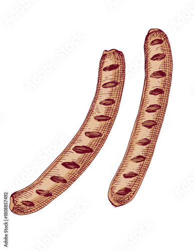 German bratwurst sausages vector illustration