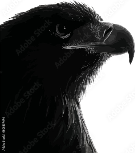 black and white eagle head illustration