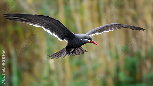 Inca tern (Larosterna inca)