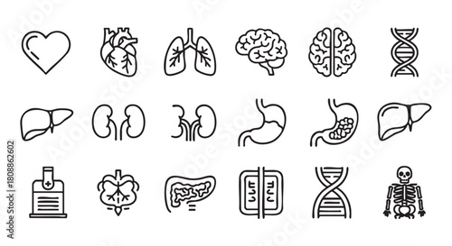 Collection of vector line drawing icons human internal organs