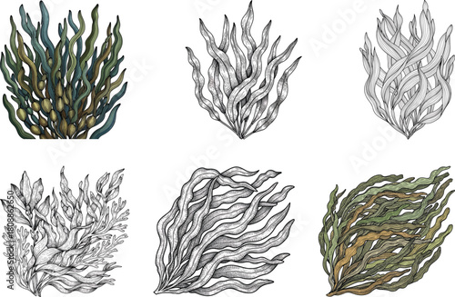 Engraved seaweed icon set in vintage marine illustration style with detailed flowing leaf textures