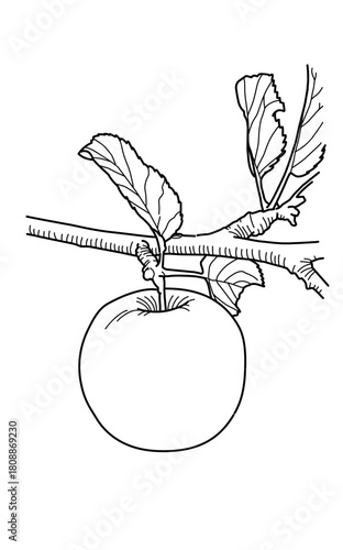 Drawing of Apple fruit tree coloring page for kids and kindergarten