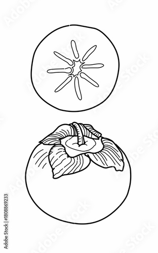 Line draw Drawing of Persimmon coloring page for kids and kindergarten
