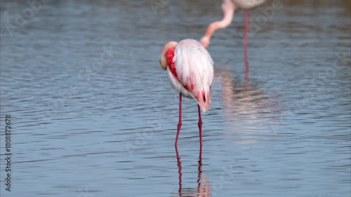 A Greater Flamingo standing in the water