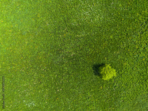 fond coloré nature, prairie et herbe vu du ciel, couleur verte