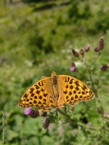 butterfly on flower