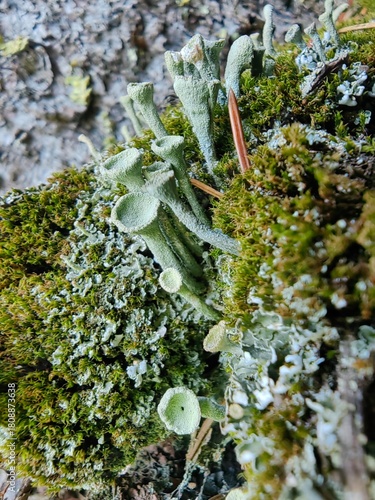 moss on the rock