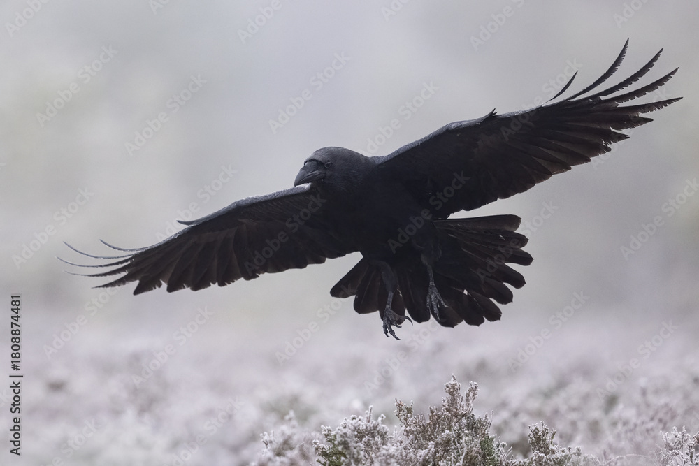 Fototapeta premium Raven flying over frosty forest landscape