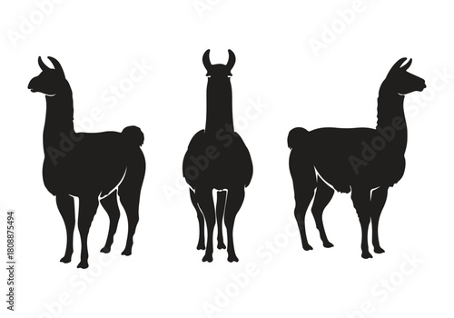 Silhouette of three llamas isolated on in different positions