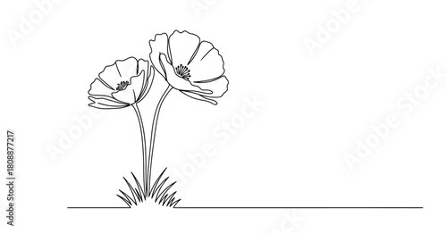 Simple line art drawing of two poppies in bloom