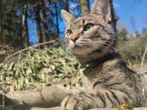 portrait of a cat