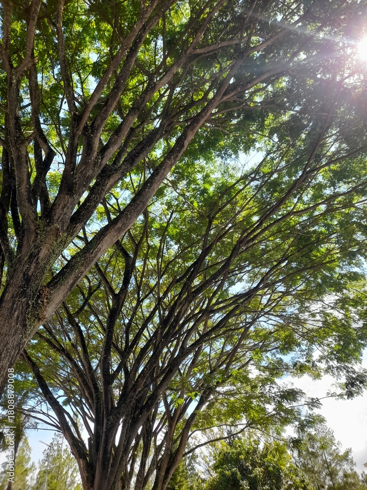 Fototapeta premium Shady tree art