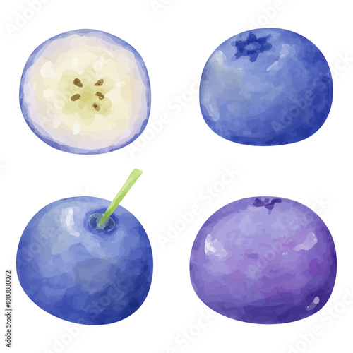水彩画風のブルーベリーの粒と切断面のイラスト